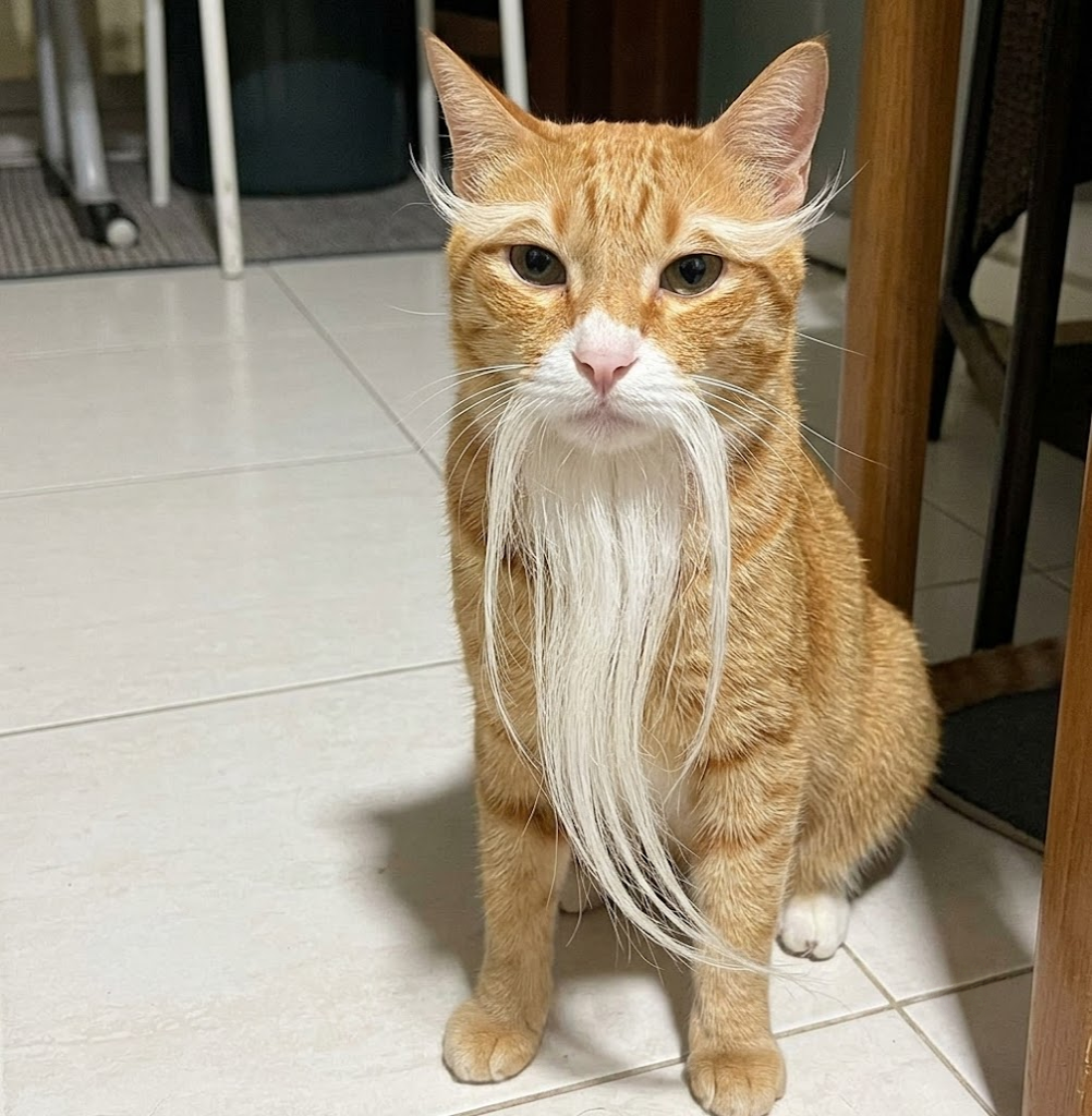 Sensei Cat in the hallway